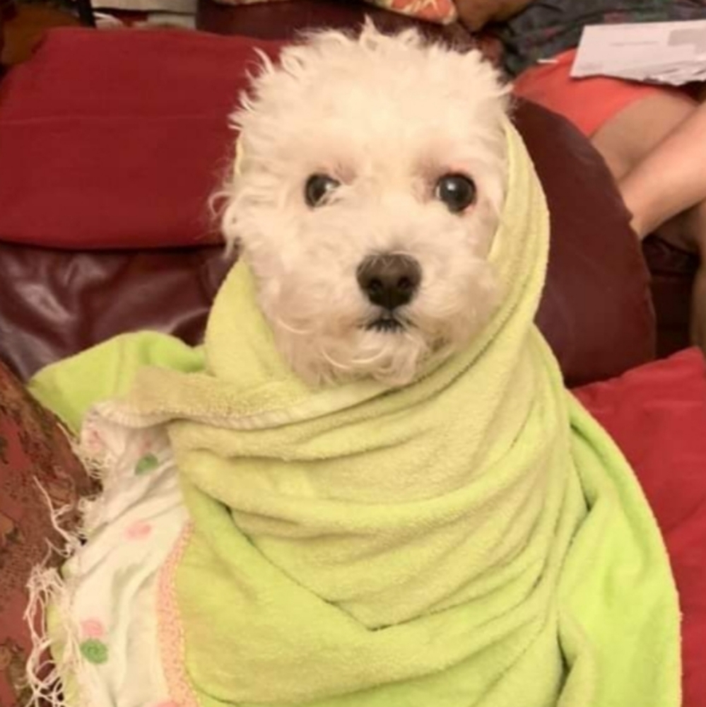 Meet your Posher, Phoebe